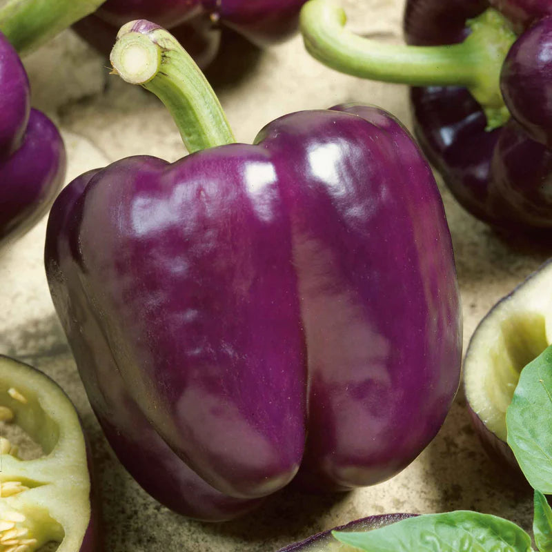 pepper-purple-beauty-ndp-1 Purple Beauty Sweet Pepper Seeds - Image 1