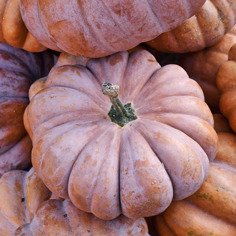 pumpkin-musquee-de-provence-shk-1 Musquee de Provence Pumpkin Seeds - Image 1