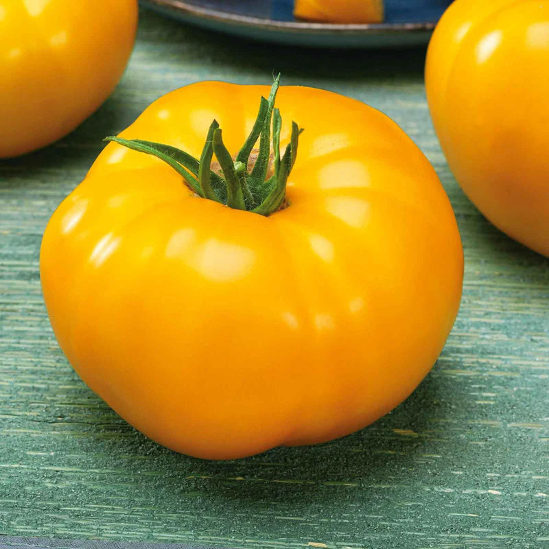 tomato-lemon-boy-vf-noa-1 Lemon Boy Plus Hybrid Tomato Seeds - Image 1