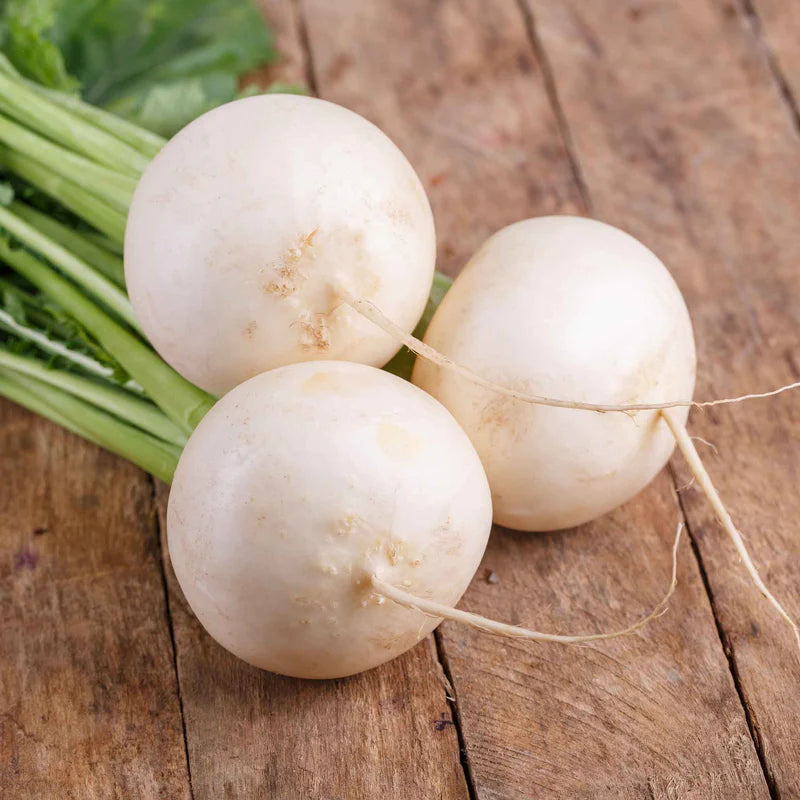 turnip-shogoin-shk-1 White Lady Hybrid Turnip Seeds - Image 1