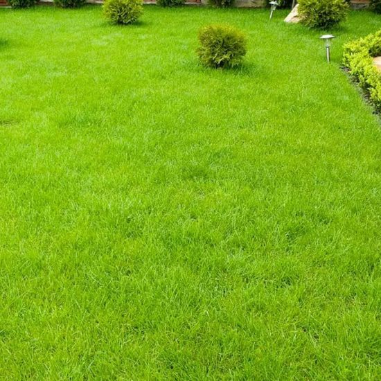 Zoysia Grass Seed - 1/8 Lb